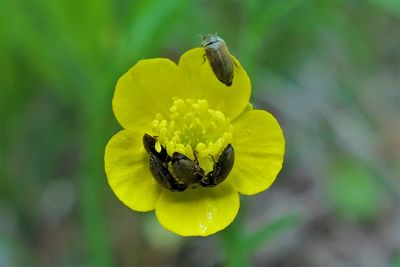 Close-up of bee on yellow flower