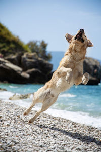 Dog looking at shore