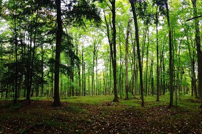 Trees in forest