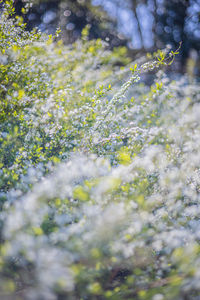 Close-up of white flowering plants on field