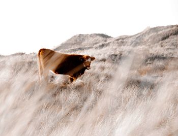 Side view of horse on field against sky