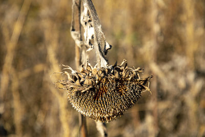 Close-up of dried plant on field