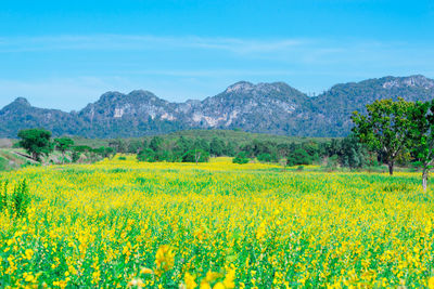 Scenic view of yellow flowers growing in field