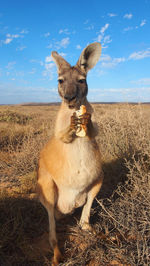 Portrait of giraffe standing on field against sky