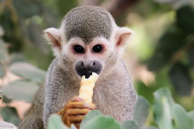 Close-up portrait of pug eating plant
