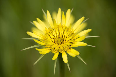 Close-up of yellow flower on field