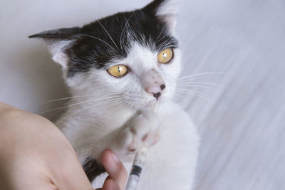 Close-up of hand holding cat