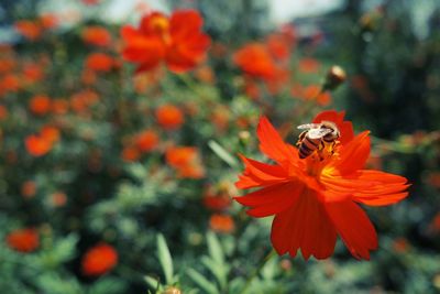 Close-up of bee pollinating on orange flower