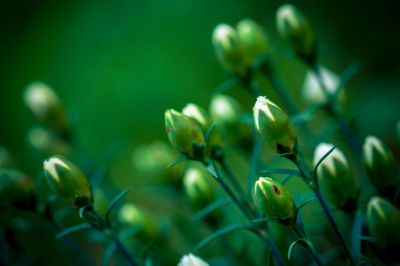 Close-up of flowering plant