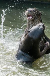 Close-up of turtle in water