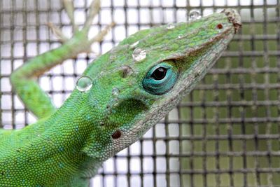 Close-up of lizard in cage