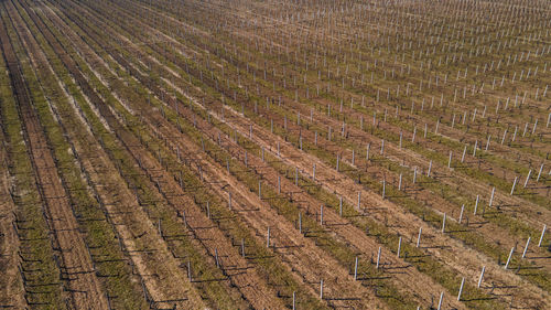 Scenic view of agricultural field