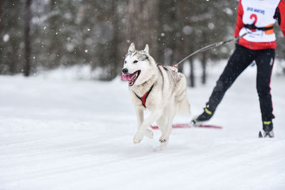 Dog running on snow covered landscape