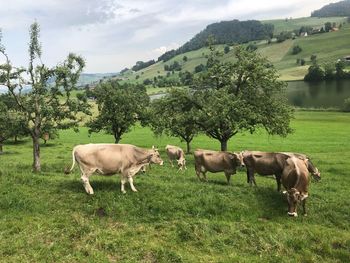 Horses grazing in field