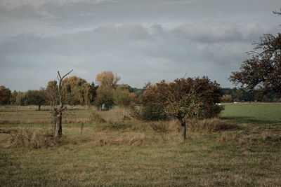 Trees on field against sky