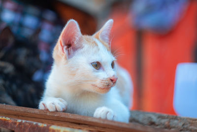 Close-up of a cat looking away