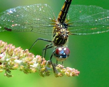 Close-up of butterfly on flower