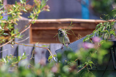Close-up of a sparrow collecting nesting material 