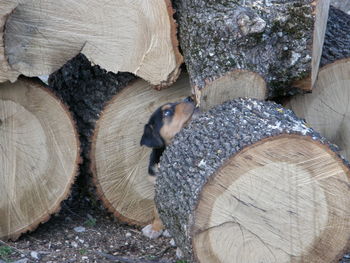 Portrait of cat on log