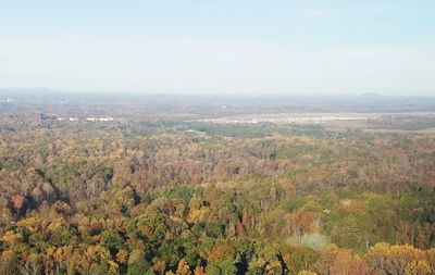 Scenic view of forest against sky