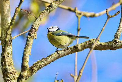 Low angle view of bird perching on branch