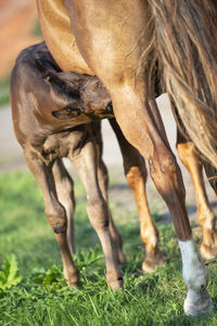 Horse standing on field