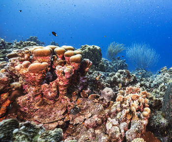 View of coral in sea