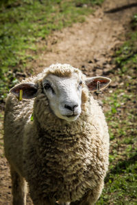 Portrait of an animal on field