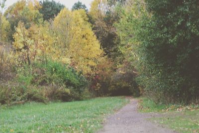 Road amidst plants and trees during autumn