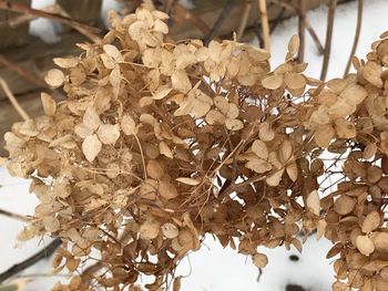 Close-up of dried leaves on plant