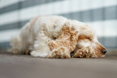 Close-up of dog relaxing outdoors