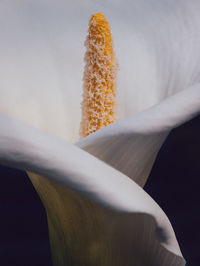 Close-up of white rose against gray background