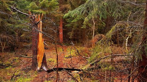 Fallen tree in forest