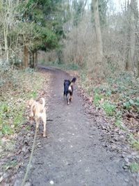 Close-up of dog on walkway