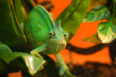 Close-up of a lizard