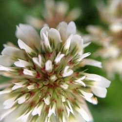 Close-up of white flowers