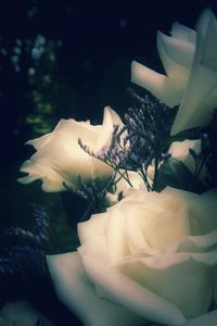 Close-up of rose bouquet