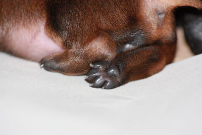 Close-up of a dog resting