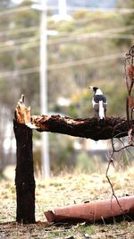 Close-up of bird perching on tree trunk