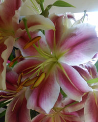 Close-up of pink orchid flowers