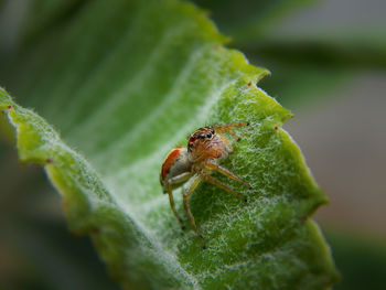 Close-up of insect on leaf