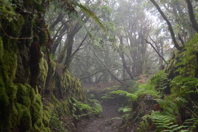 Trees in forest