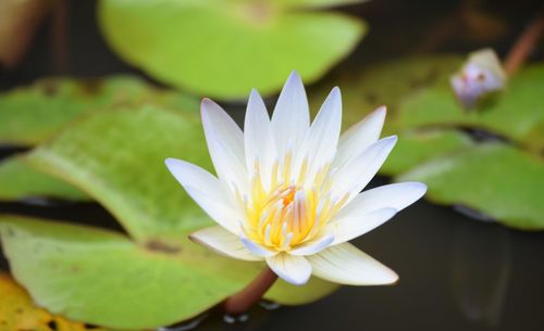 Close-up of white water lily in pond