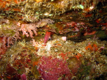 Close-up of fish in sea