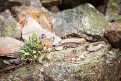 Close-up of lizard on rock