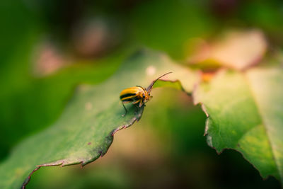 Close-up of insect on leaf