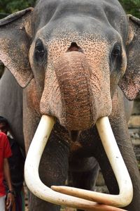 Close-up of elephant