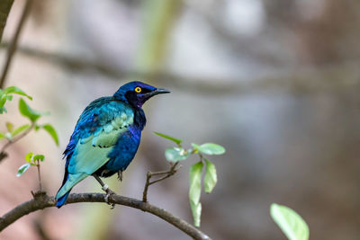 Close-up of bird perching on branch