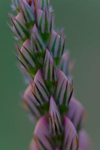 Close-up of green plant