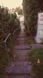 Steps amidst trees